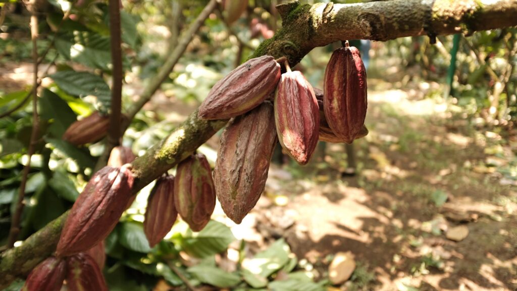 Cocoa+pods+7